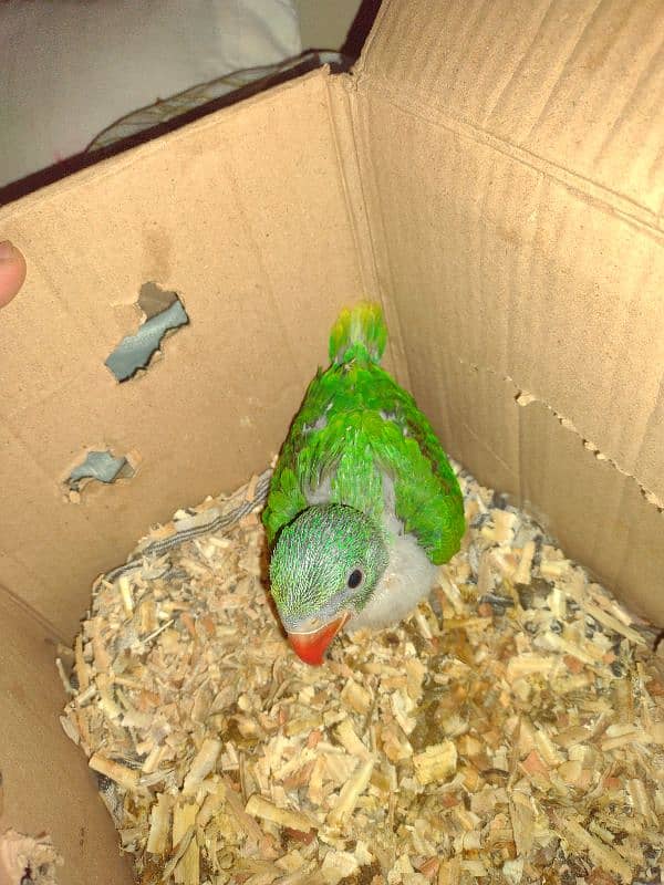 parrot 2