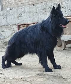 German shepherd Irani important male available 11 manths age for sale