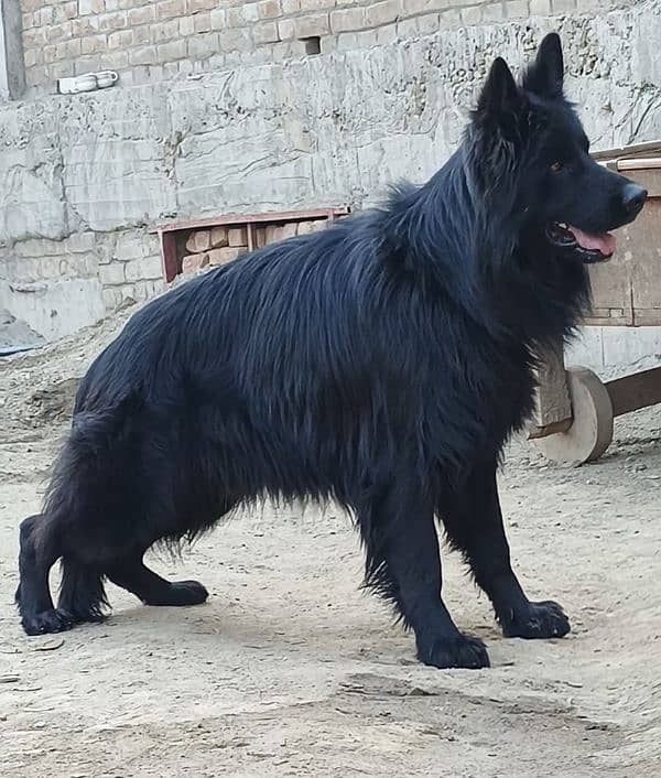 German shepherd Irani important male available 11 manths age for sale 0