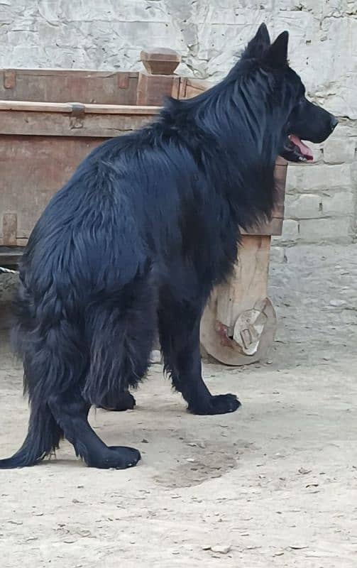 German shepherd Irani important male available 11 manths age for sale 1