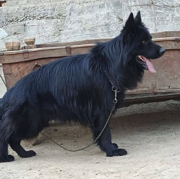 German shepherd Irani important male available 11 manths age for sale 2