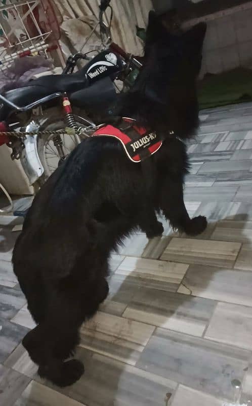 German shepherd Irani important male available 11 manths age for sale 3