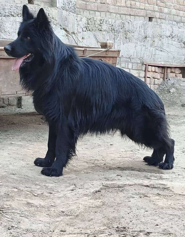 German shepherd Irani important male available 11 manths age for sale 7