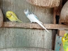 Bajri parrots available