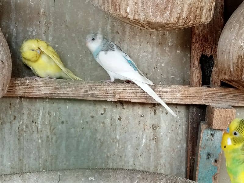 Bajri parrots available 0