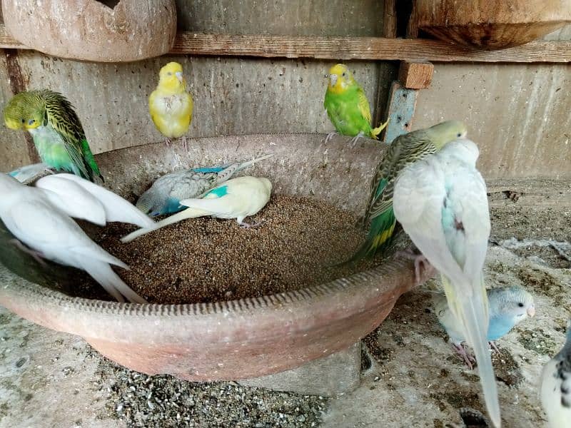 Bajri parrots available 1