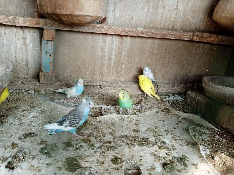 Bajri parrots available 2