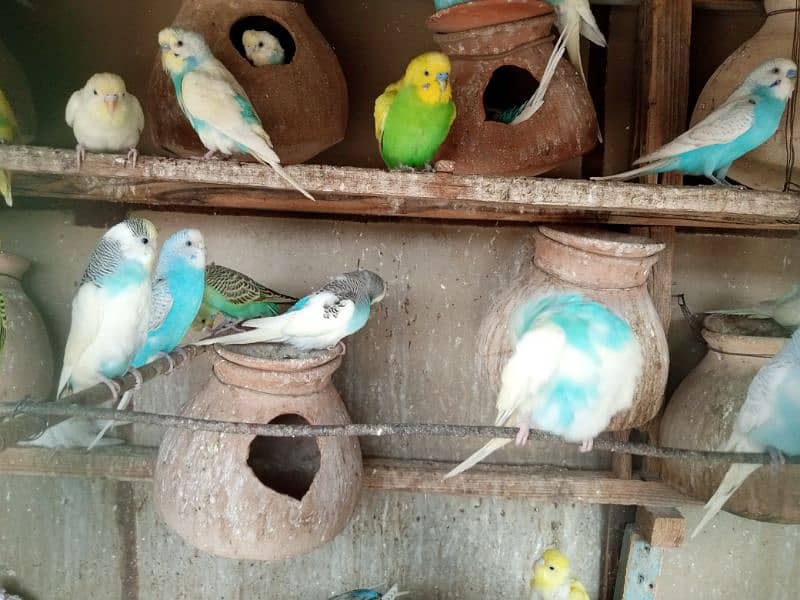 Bajri parrots available 3