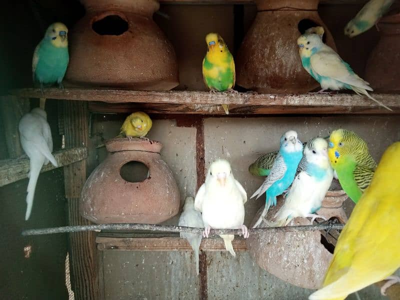 Bajri parrots available 4