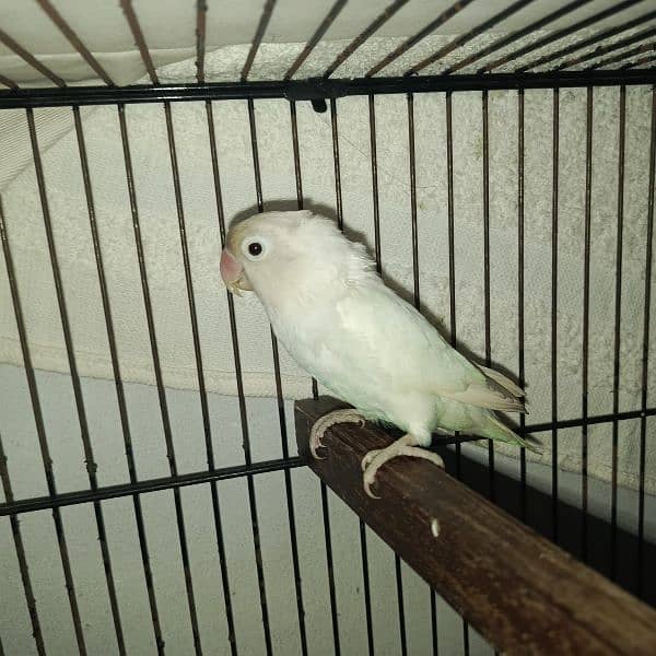 Albino lovebirds female adult 0