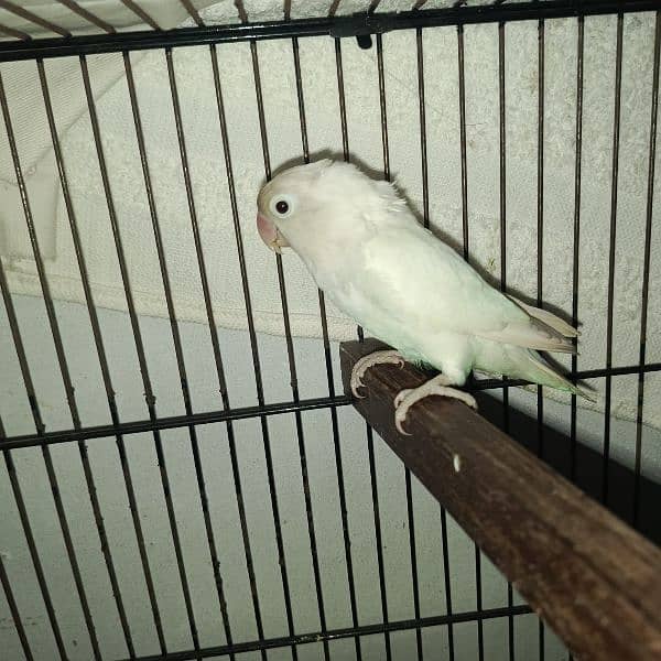 Albino lovebirds female adult 1