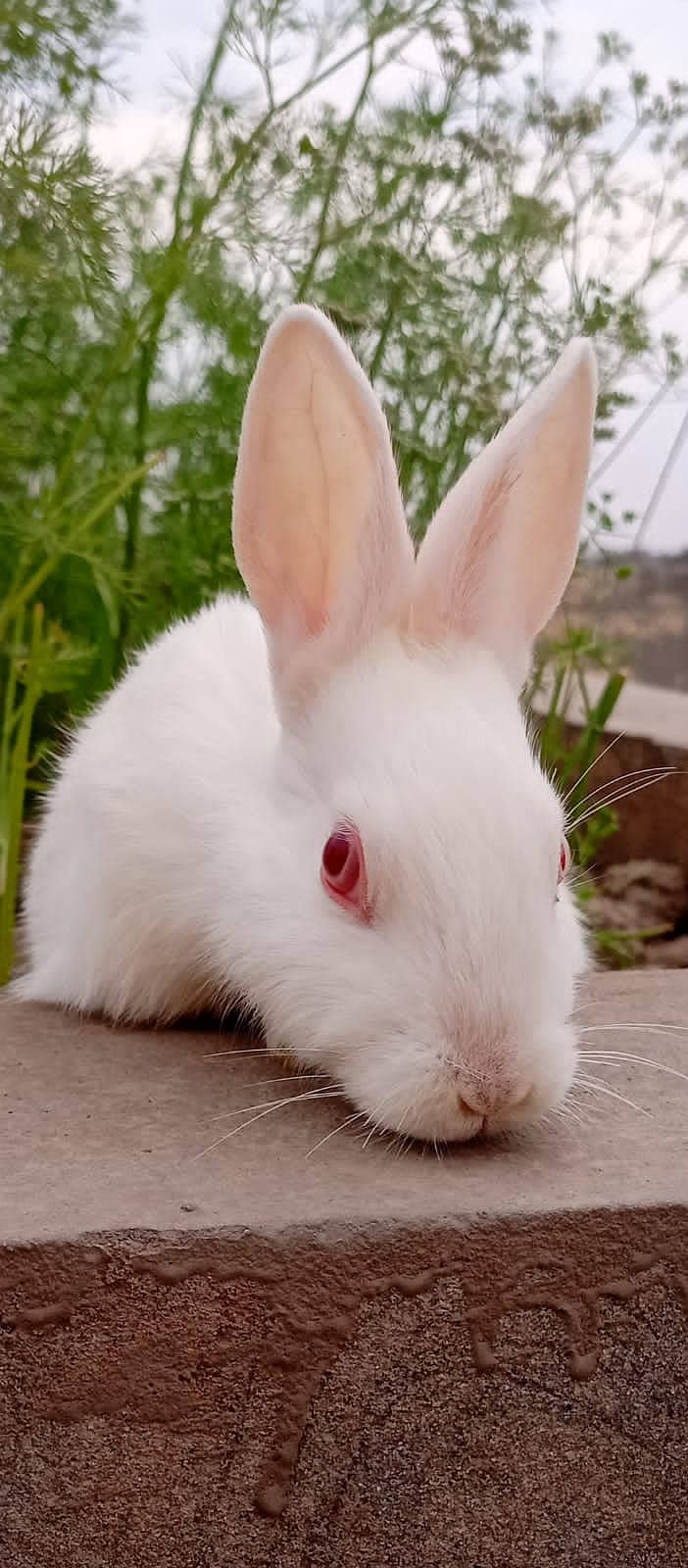 New Zealand White rabbits pair for sale 0