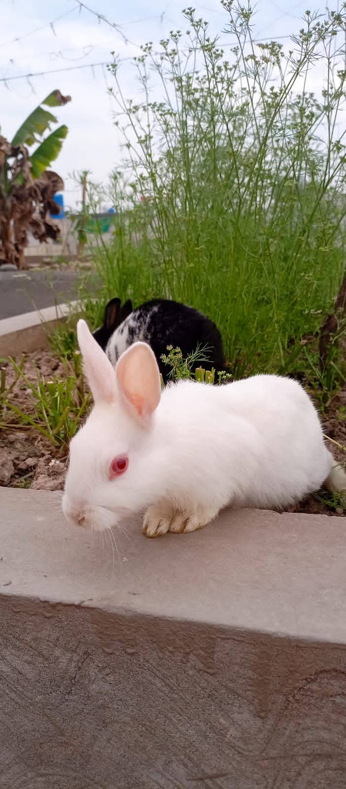 New Zealand White rabbits pair for sale 1