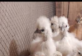 Silkie white and Buff Chicks