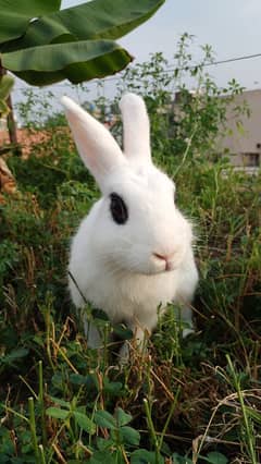 Dwarf Hotot Rabbits Pair for sale