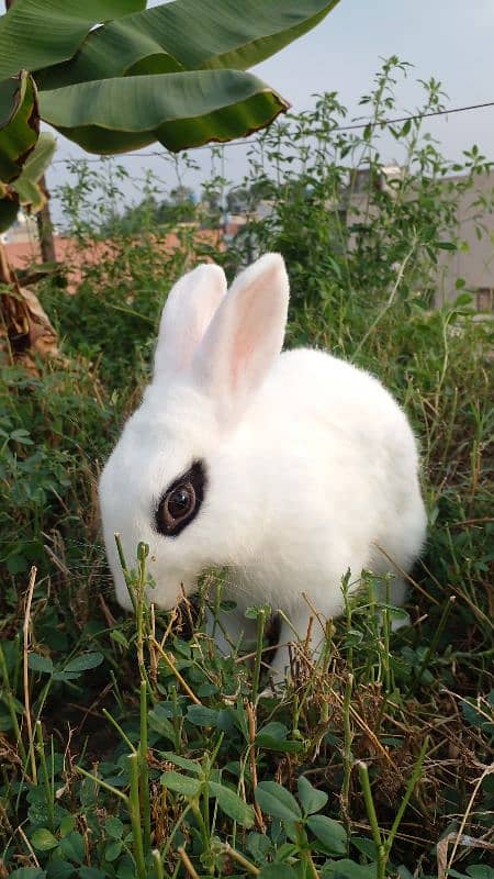 Dwarf Hotot Rabbits Pair for sale 1