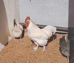 Bantam Rooster