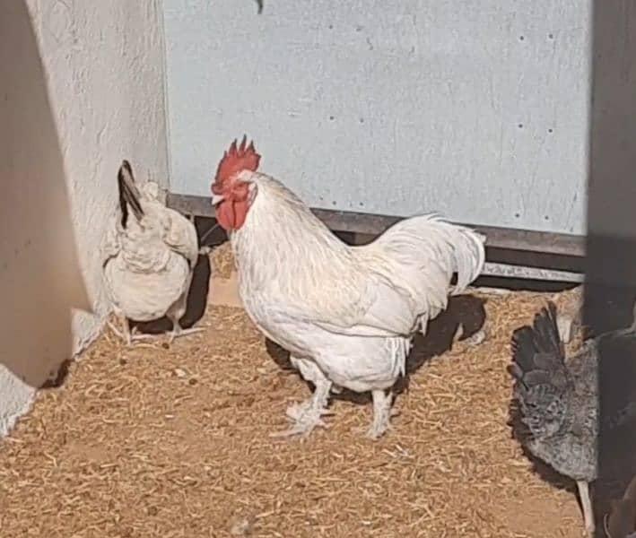 Bantam Rooster 0