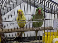 Parrots for sale