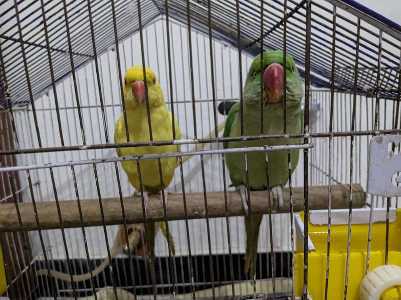 Parrots for sale 0