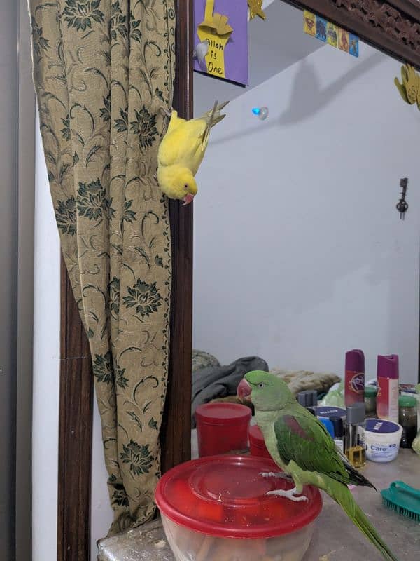 Parrots for sale 1