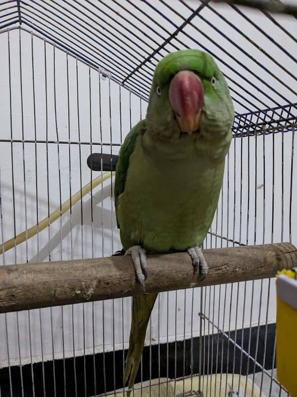 Parrots for sale 2