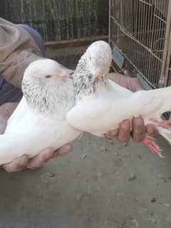 Large Size Zeera Pair Purani Hawa mein Breeder