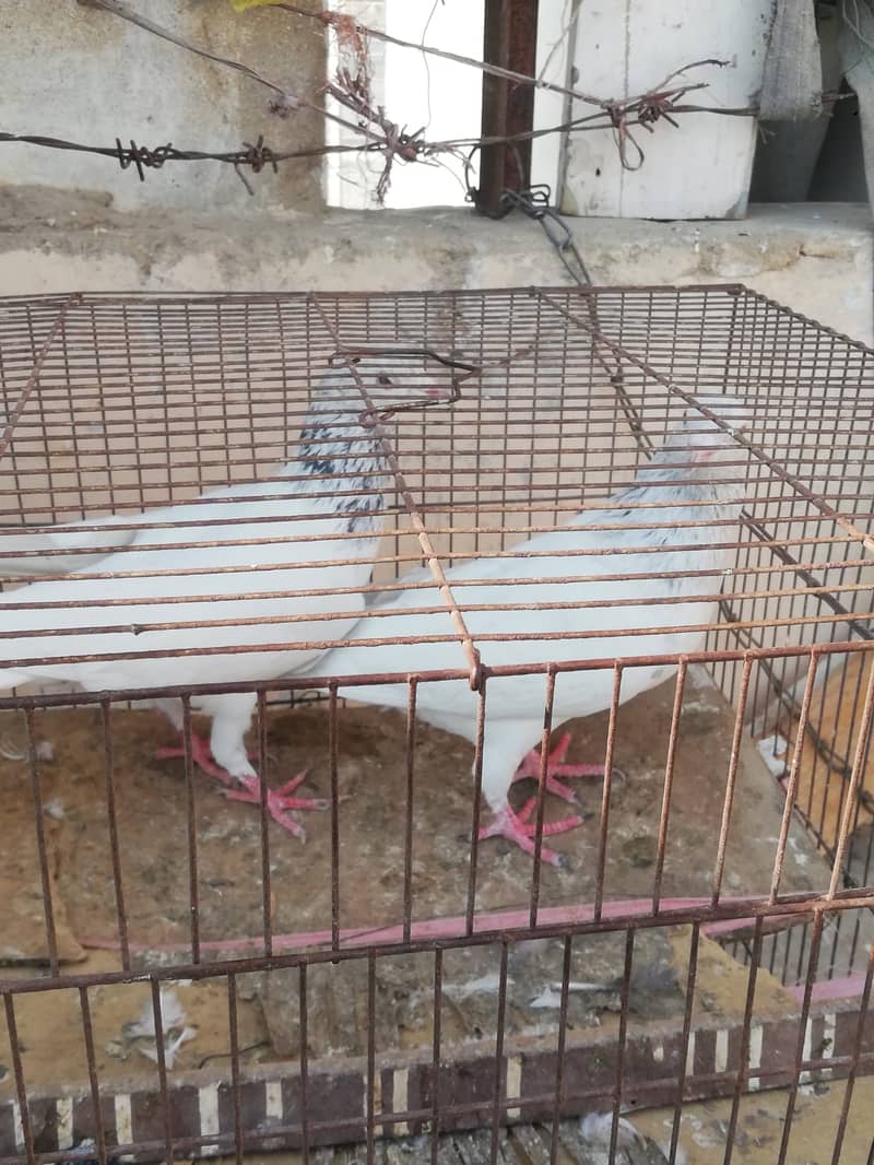 Large Size Zeera Pair Purani Hawa mein Breeder 7