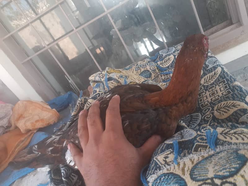 Aseel Hens for sale 4