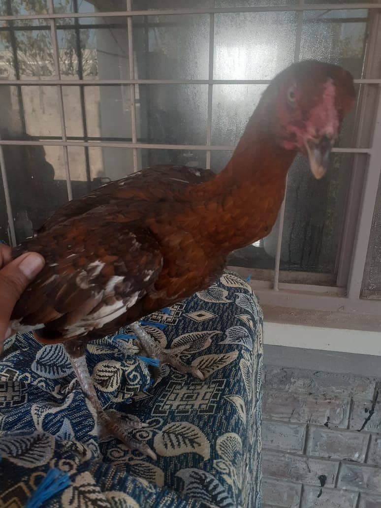 Aseel Hens for sale 5