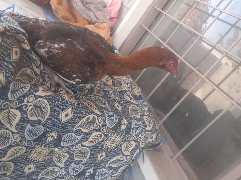 Aseel Hens for sale 6