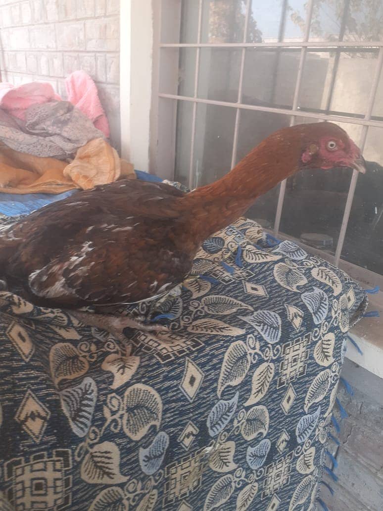 Aseel Hens for sale 7