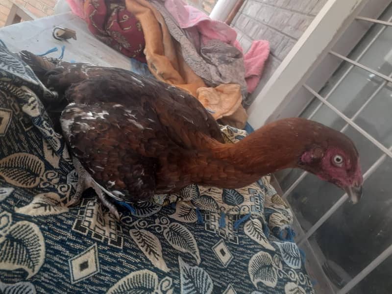 Aseel Hens for sale 8