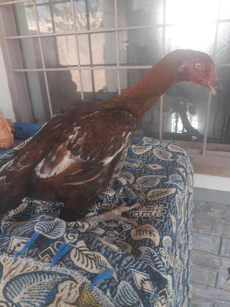 Aseel Hens for sale 9