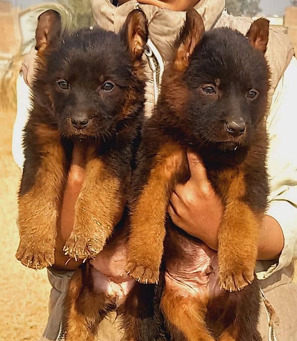 top quality german shepherd puppies available for sale 0