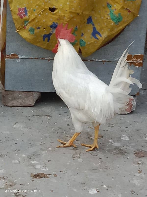 white leghorn chicken 0