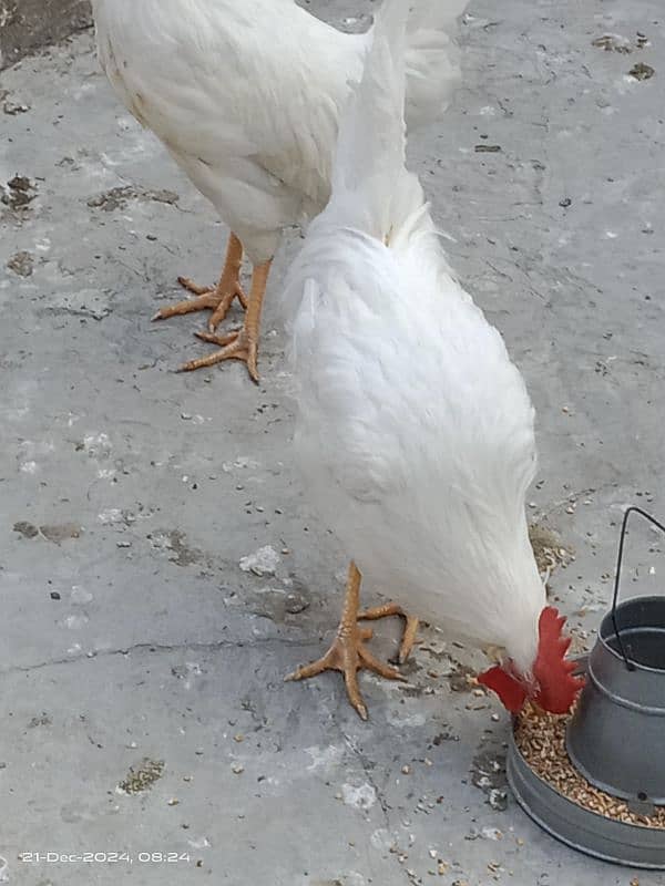 white leghorn chicken 1