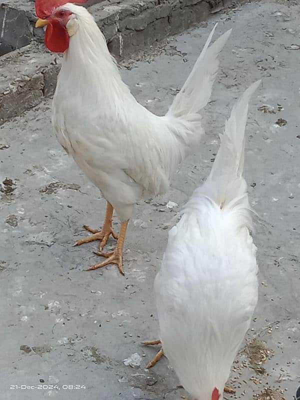 white leghorn chicken 2