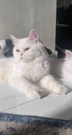 persian cat