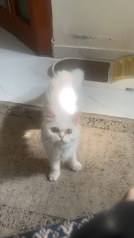 persian cat 1