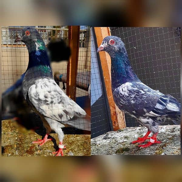 pigeon pure kamagar pair argent sale ? 1