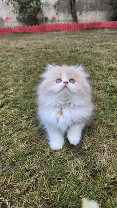 Tripple Coat Persian Kittens for Sale.