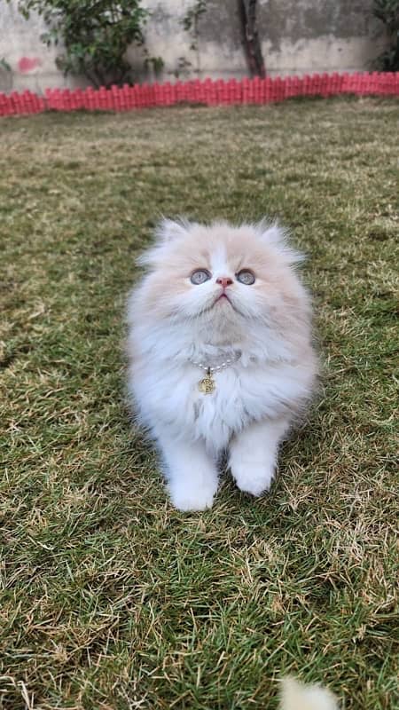 Tripple Coat Persian Kittens for Sale. 0