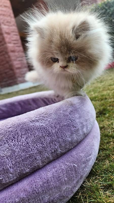 Tripple Coat Persian Kittens for Sale. 3