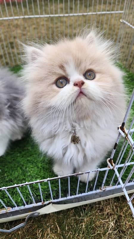 Tripple Coat Persian Kittens for Sale. 4