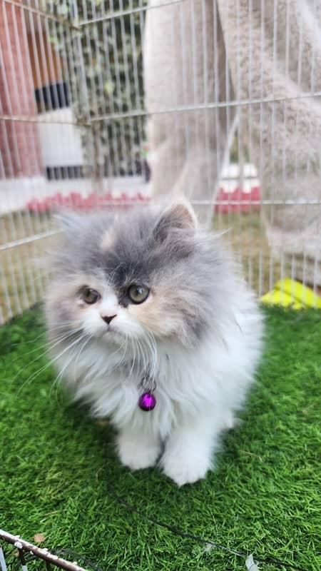 Tripple Coat Persian Kittens for Sale. 5