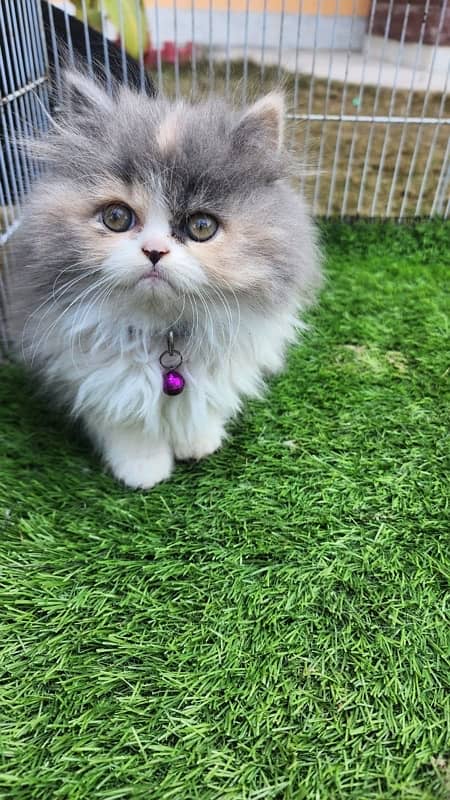 Tripple Coat Persian Kittens for Sale. 6