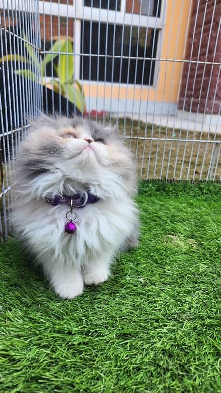 Tripple Coat Persian Kittens for Sale. 7