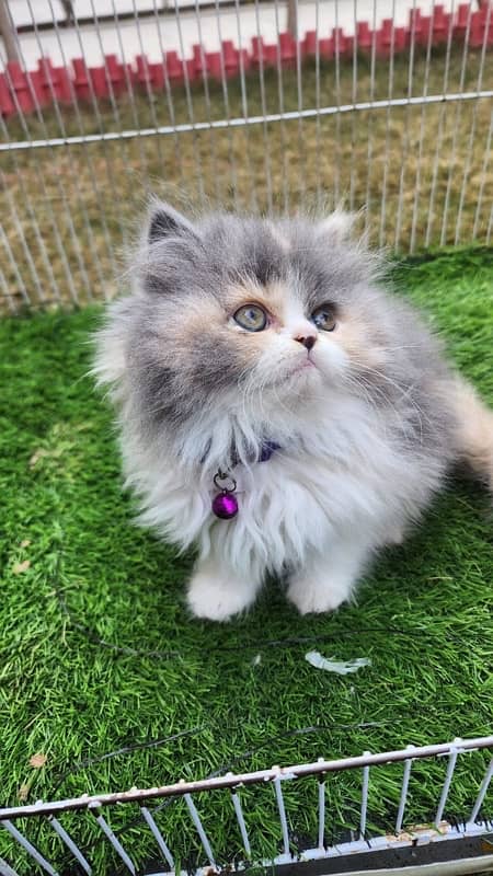 Tripple Coat Persian Kittens for Sale. 8