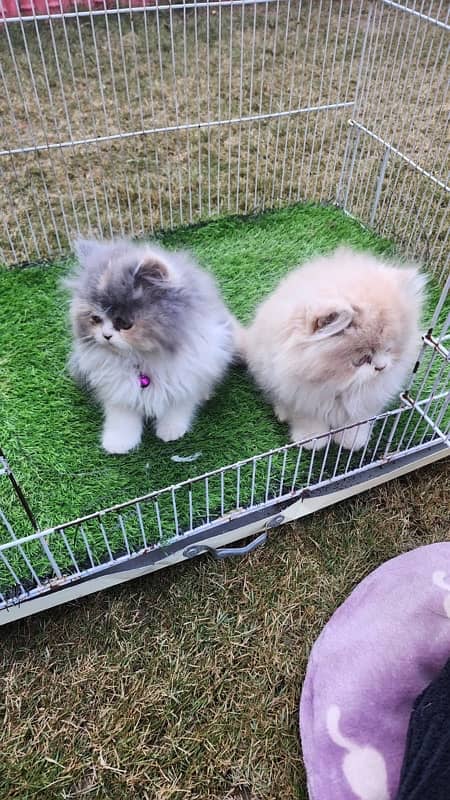 Tripple Coat Persian Kittens for Sale. 9